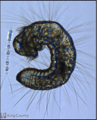 Photo of Spionidae